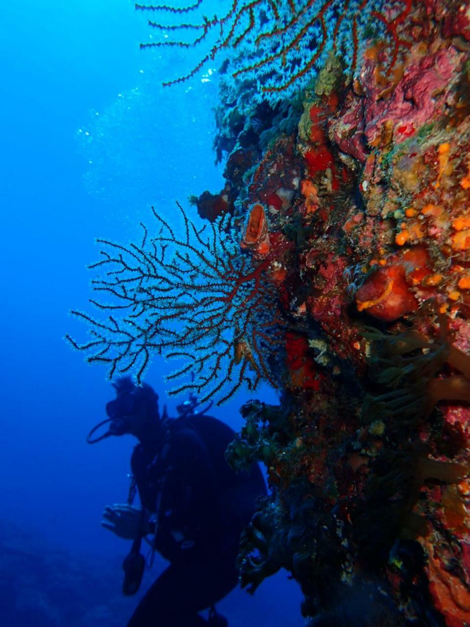 גרין איילנד Qing Feng Diving B&B מראה חיצוני תמונה